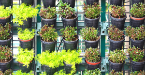 Vertical Herb Garden Hacks for Urban Home Spaces