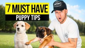 Training Tips for Puppies 2025