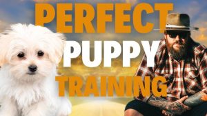 Training Tips for Puppies 2025
