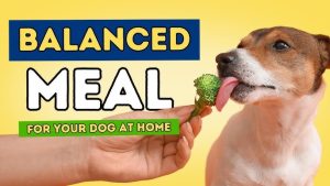 Balanced Diet Plans for Dogs and Cats 2025