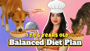 Balanced Diet Plans for Dogs and Cats 2025