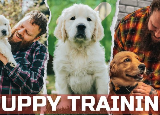 Training Tips for Puppies 2025