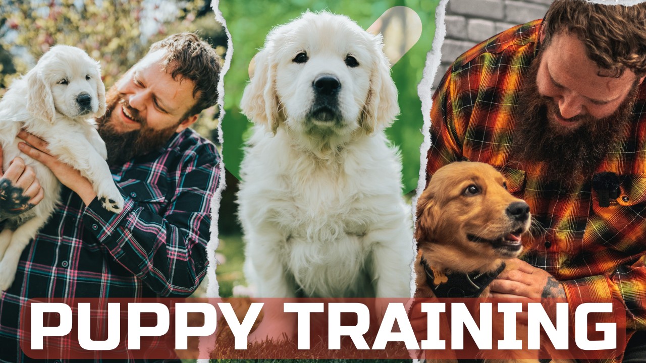 Essential Training Tips for Puppies in First Year 2025 Now