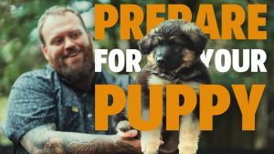 Training Tips for Puppies 2025